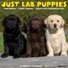 Willow Creek Press Lab Puppies 2027 12 X 12 Wall Calendar