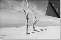 Dietrix Inductie Beschermer - 59x52 cm - Hout en Boom - Boomstronken op het strand