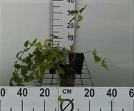 GRDplanten Groendecor Tuinarchitectuur 12x Grote Maagdenpalm - Vinca major | 9x9 cm pot