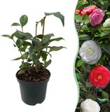 Green boutiQ Camelia japonica Tricolour - Roze, Wit en Rood Bloem - Groenblijvend - Pot 15cm - Hoogte 30cm