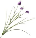Silk-ka Kunstbloem-Zijden Bloem Fritillaria Tak Paars 71 cm