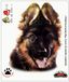 Quattroerre 8020 Sticker Duitse Schferhond, 14 x 16 cm