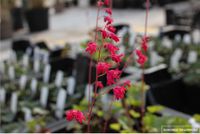Groendecor Tuinarchitectuur 6x Heuchère sanguine 'Leuchtkäfer' | pot de 9x9 cm