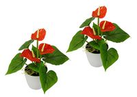 Flair Flower Mini Anthurie in pot, set van 2, rood, kunstbloem, flamingo, kunstplant, polyester, kunststof, 20 cm hoog, 16 cm breed