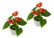 Flair Flower Mini Anthurie in pot, set van 2, rood, kunstbloem, flamingo, kunstplant, polyester, kunststof, 20 cm hoog, 16 cm breed