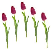 Flair Flower Real Touch tulpen 021030RSD Kunsttulpenbloemen Lentedecoratie bruiloftsdecoratie steelbloem zijden bloemen 67 x 4 x 4 cm, donkerroze