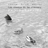 Les oiseaux du lac d'Annecy