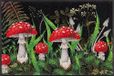 wash+dry Deurmat, paddehaat, 50 x 75 cm, binnen en buiten, wasbaar