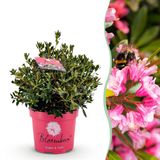 Plantenboetiek.nl Dwerg Rhododendron - Rhododendron Bloombux Magenta - Bloeiende Buxus - Weinig Onderhoud - Roze Bloem - Ø23cm - 45-55cm hoog - Tuinplant