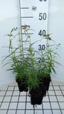GRDplanten Groendecor Tuinarchitectuur 6x Schildpadbloem - Penstemon hybr. 'Evelyn' | 9x9 cm pot