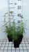 GRDplanten Groendecor Tuinarchitectuur 6x Schildpadbloem - Penstemon hybr. 'Evelyn' | 9x9 cm pot