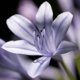 Arborix Bol 6x Agapanthus 'Silberpfeil' Pot 9x9cm - Prachtige bloeiende plant voor in de tuin