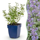 Plantenboetiek.nl Nepeta faassenii Walker's Low - Kattenkruid - Blauw - 3 Planten