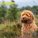 Baker & Bray Cockapoo Kalender 2027 Wandkalender