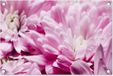 Poster de jardin - Fleurs - Plantes - Rose - Nature - Abstrait - 60x40 cm - Poster extérieur - PVC