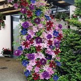 ClematisOnline 3 x Clematis Klimplanten mix: 3 halen, 2 betalen! - Blauw (The President), Wit (Miss Bateman) en Rood (Rouge Cardinal) - Meerjarig en Winterhard | 3 x 1,5 liter potten