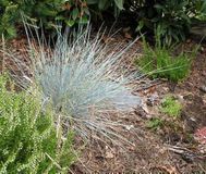 GRDplanten 6x Blauw zwenkgras - Festuca glauca 'Uchte' | 9x9 cm pot