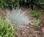 GRDplanten 6x Blauw zwenkgras - Festuca glauca 'Uchte' | 9x9 cm pot