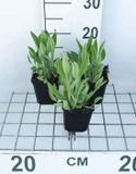 GRDplanten Groendecor Tuinarchitectuur 6x Zonnehoed - Rudbeckia fulgida var. Deamii | 9x9 cm pot