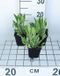 GRDplanten Groendecor Tuinarchitectuur 6x Zonnehoed - Rudbeckia fulgida var. Deamii | 9x9 cm pot