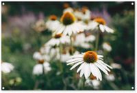 Merkloos / Sans marque GreatGardenPosters B.V. Tuinposter 120x80 cm - Tuindecoratie Bloemen - Herfst - Botanisch