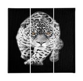 Homemania Feline-afbeelding, 3-delig, dieren, woonkamer, kinderkamer, meerkleurig, 69 x 3 x 50 cm, HM203PKNV-240, polyester, hout