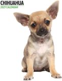 Magnet & Steel Chihuahua Modern Kalender 2027 Wandkalender Dieren 60 cm
