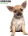 Magnet & Steel Chihuahua Modern Kalender 2027 Wandkalender Dieren 60 cm