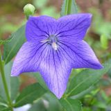 Arborix Bol 6 x Platycodon Grandiflorus 'Mariesii' - Ballonklokje - Pot 9x9cm