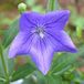 Arborix Bol 6 x Platycodon Grandiflorus 'Mariesii' - Ballonklokje - Pot 9x9cm