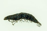Molix Shrimp 2,5 inch + WT Jig Head 4 g col. Spring Craw