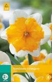 Jub Narcissus Orangery bloembollen 5 bollen Narcis JUB