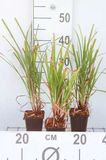 Zegge 6x Carex grayi | pot van 9x9 cm