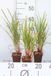 Zegge 6x Carex grayi | pot van 9x9 cm