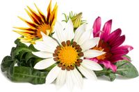 Click & Grow Gazania - navulling - 3-pack
