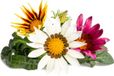 Click & Grow Gazania - navulling - 3-pack