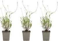Bloomique - Set van 3 - Lavandula Munstead - Echte Lavendel - Winterhard - Geurend - Vaste Plant - 10-20cm Hoog - Pot 9cm