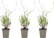 Bloomique - Set van 3 - Lavandula Munstead - Echte Lavendel - Winterhard - Geurend - Vaste Plant - 10-20cm Hoog - Pot 9cm