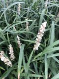 GRDplanten Groendecor Tuinarchitectuur 3x Leliegras - Liriope musc. 'Monroe White' | 9x9 cm pot
