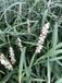 GRDplanten Groendecor Tuinarchitectuur 3x Leliegras - Liriope musc. 'Monroe White' | 9x9 cm pot