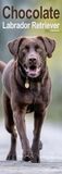 Labrador Retriever Chocolate Slim Hardcover