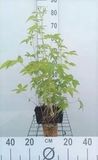 GRDplanten Mourasspirea 6x Filipendula purp. 'Elegans' | 9x9 cm pot