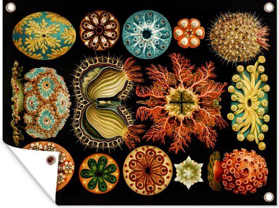 GreatGardenPosters Tuinposter - Zeedier - Ernst Haeckel - 40x30 cm - Bannerdoek - Tuindecoratie
