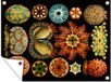 Poster de jardin - Animal marin - Ernst Haeckel - 40x30 cm - Toile bannière - Décoration de jardin