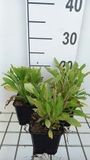 GRDplanten Groendecor Tuinarchitectuur 6x Coreopsis - Coreopsis grand. 'Early Sunrise' | 9x9 cm pot