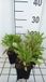 GRDplanten Groendecor Tuinarchitectuur 6x Coreopsis - Coreopsis grand. 'Early Sunrise' | 9x9 cm pot