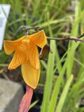 GRDplanten 6x Daglelie - Hemerocallis hybr. 'Corky' | 9x9 cm pot