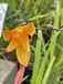 GRDplanten 6x Daglelie - Hemerocallis hybr. 'Corky' | 9x9 cm pot