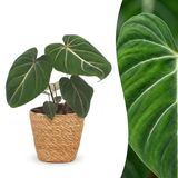 Green boutiQ Philodendron Gloriosum - Glorie Philodendron - 1 Plant - Pot 12cm - Hoogte 25cm