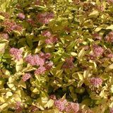 Arborix Spiraea Spierstruik 'Goldmound' - 25-30 cm pot